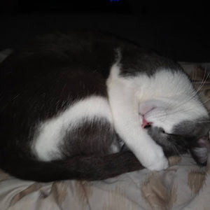 Meet your Posher, Mackenzie